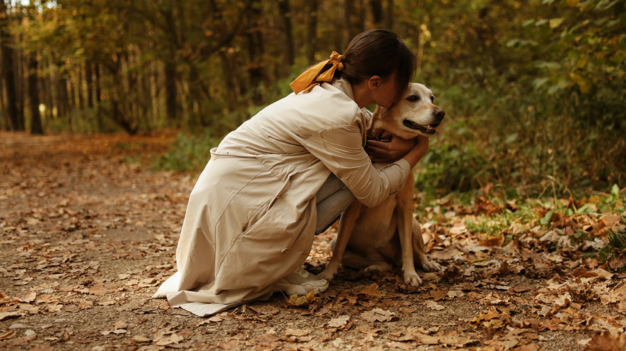 Qué hacer ante el fallecimiento de una mascota Celebrar la vida en Memorias Marketplace Exequial