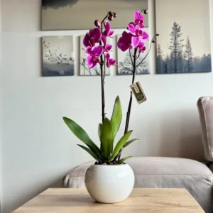Orquídea fucsia, símbolo de paz y recuerdo en momentos de condolencia.
