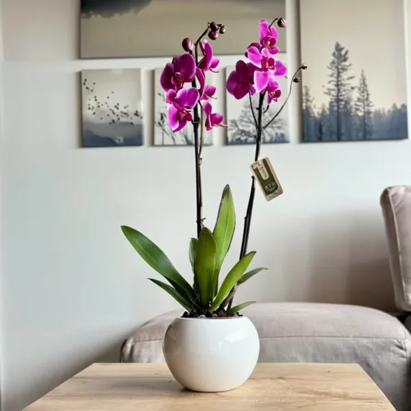 Orquídea fucsia, símbolo de paz y recuerdo en momentos de condolencia.