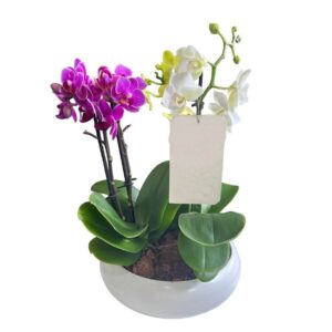 jardin-orquideas-mini-01