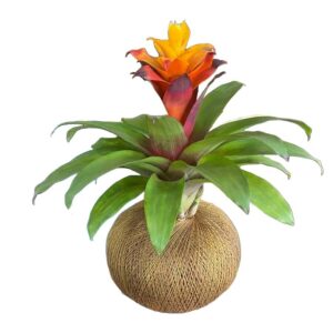 kokedama