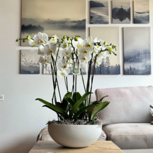 Orquídea blanca en maceta, símbolo de paz, pureza y consuelo en momentos de duelo.