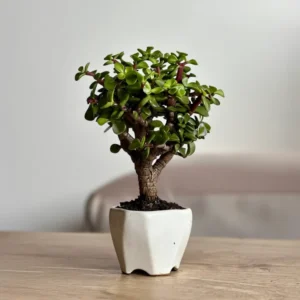 Planta Jade Mini en matera blanca – símbolo de consuelo y renovación